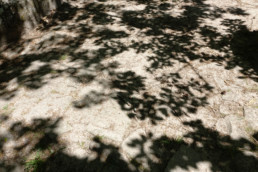 Forêt de Fontainebleau Soleil 30°C le 1er juin 2019